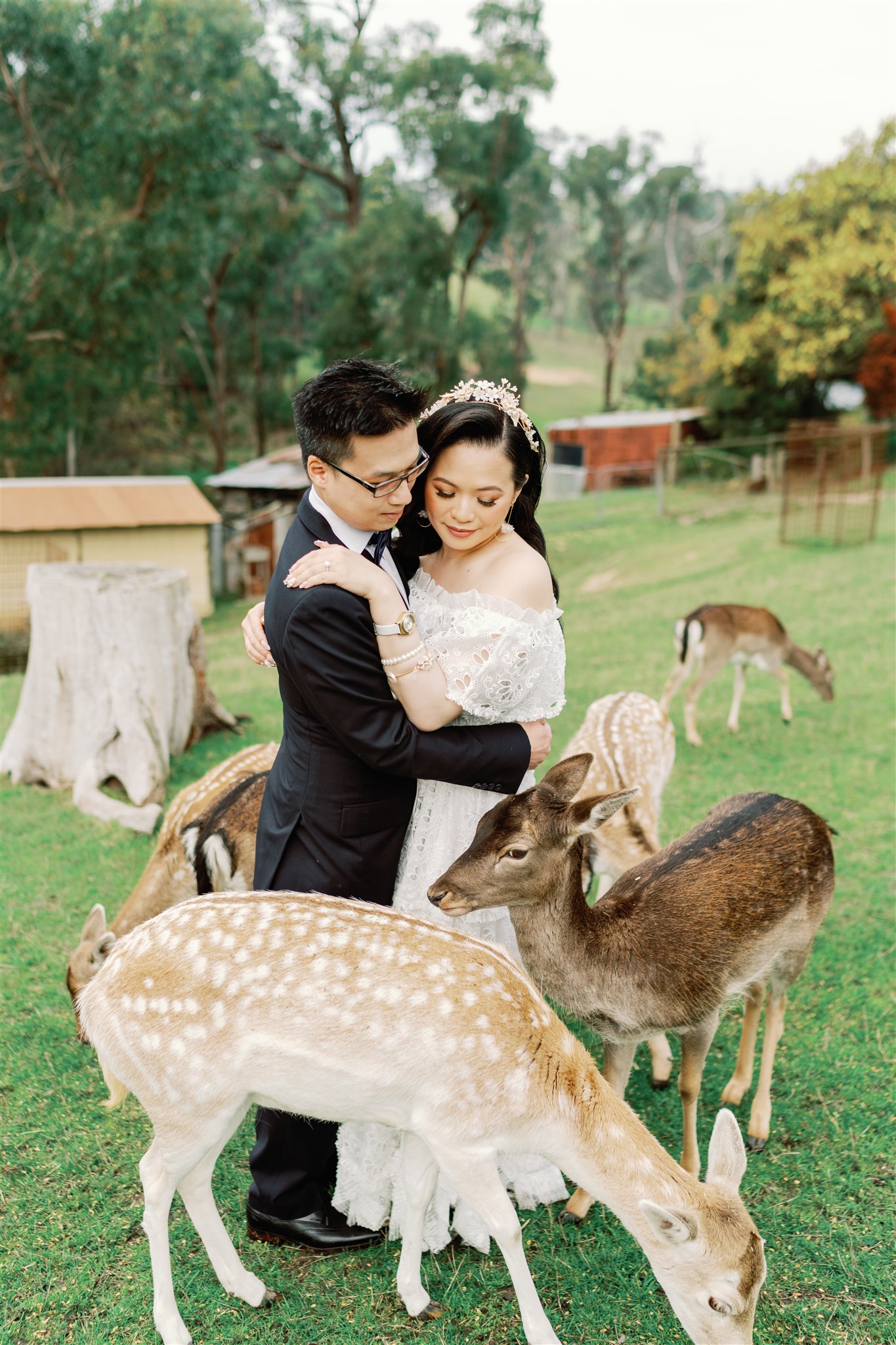 Pre wedding photo shoot with engaged couple embracing with deer at Gum Gully Farm in Silvan