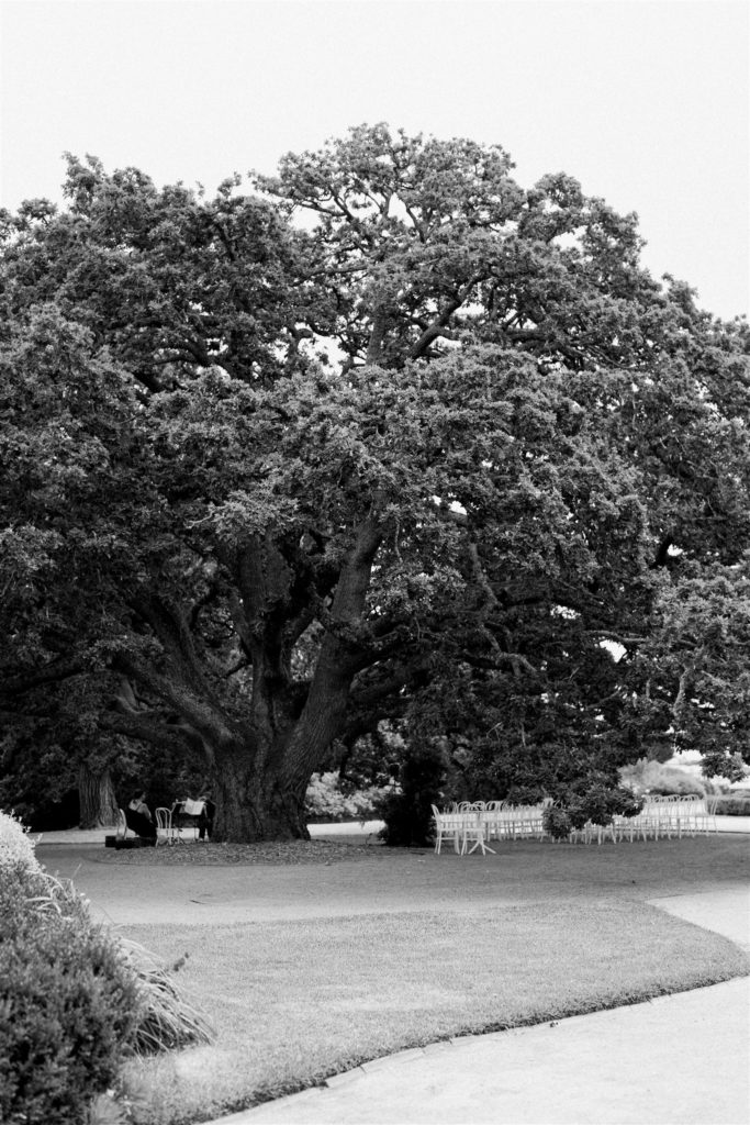 The Oak Tree at Coombe Yarra Valley